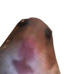 @strxwbcrrie