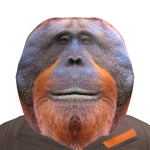 @KroneForager2020