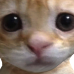 @BoogieWoots