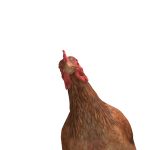 @rbx_edq
