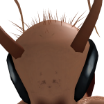 @L4ZYN00R