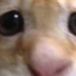 mumumumumustifi31's avatar