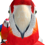 @YT_Parrots