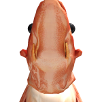 @awhmqri