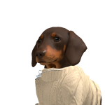 DachshundQueen