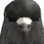 the_muffin