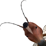 @Chophs14