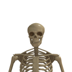 @endamon
