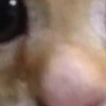 @ThatWierdHamFanYT