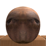 @whalesubscribefan