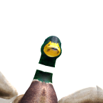 @immrduck12