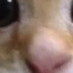 @Forest_Moonz