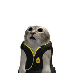 @dogejay11