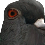 Pigeon