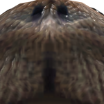@CornRaptor