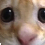 @chicken_king293