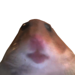 @squib_101