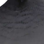 @LittleBirdy0_0