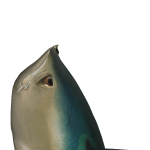 @croporflop