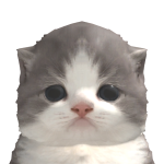 @chubbycatlover385745