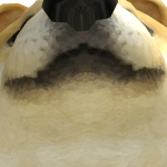 @penguindad2salt