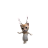 axphiro