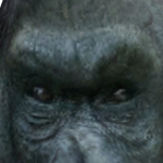 Xolidey2