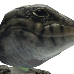 @QUYOIX