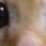 @alexisthesloth2