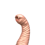 @quellsai