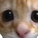 @MeowIRL