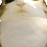 @GGlobalXD
