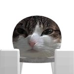 @joeyjoey991