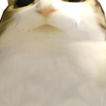 @Emeaneil