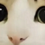 @gato_Blanco7