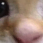 @NardoWickCool