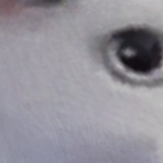 @Shadowwolfxxlz