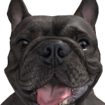 @Harley_thedog2021