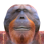 @brandondeliirium