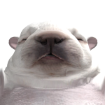 @Scbthekid