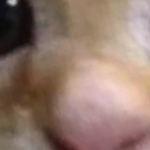@koren77866