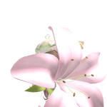 @Pr1nc355_L36end
