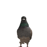 @kajtk1