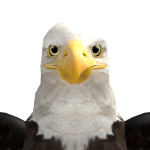 BBCUser1