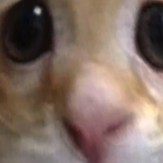 @xXTheRealToasterXx