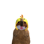 @lucythecarrot