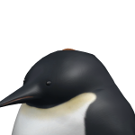 @D0N3S_D00R