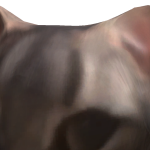 @pappadalt10