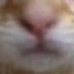 @Felinick_Roblox