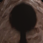Beaver